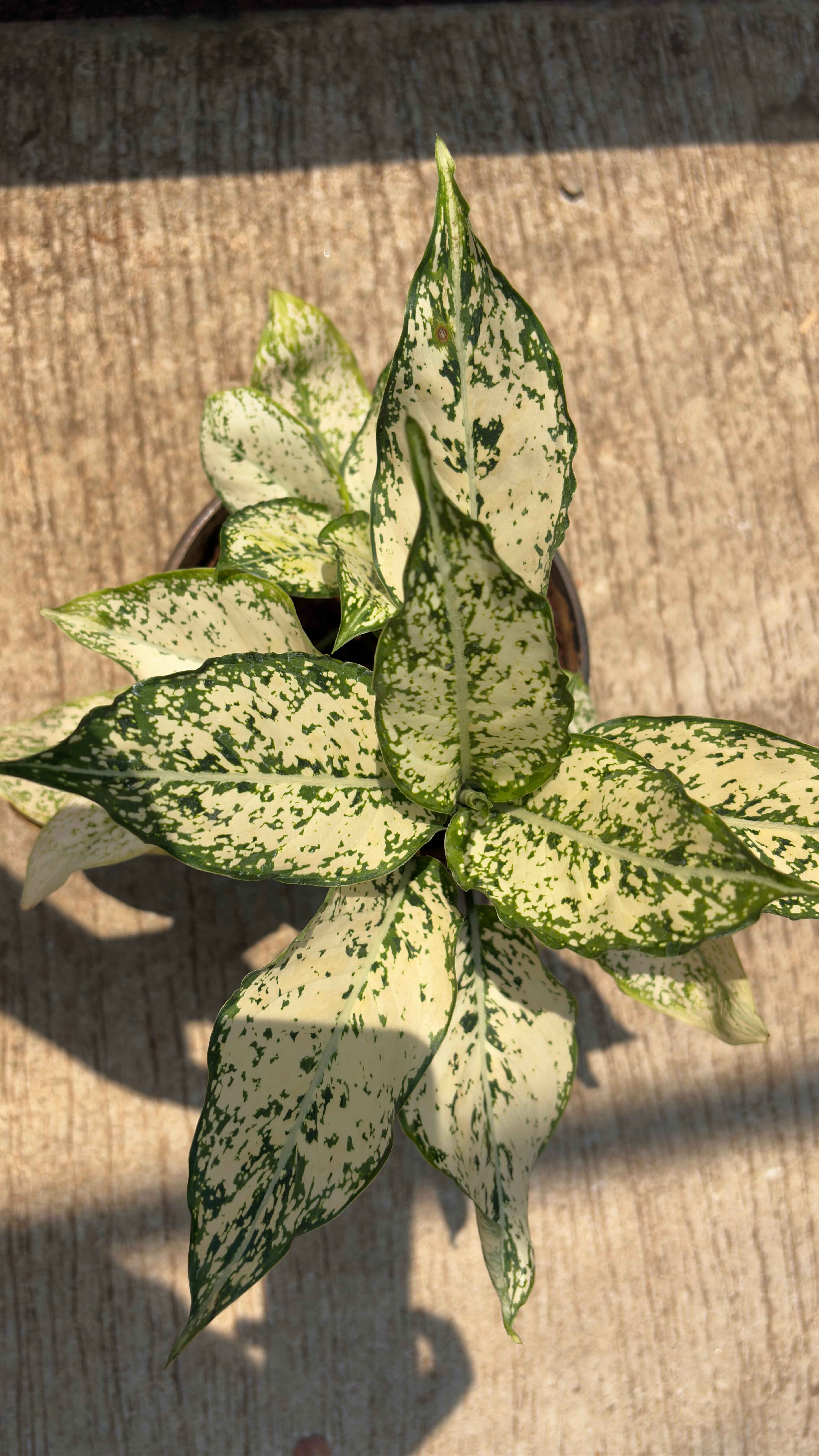 Aglaonema commutatum (snow white light)